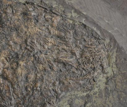 Specimen: Cyclurus kehreri
Location: Messel
Age...