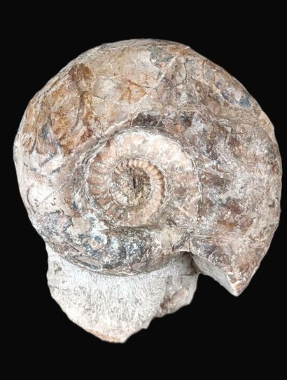 Ammonite Gravesia Lafauriana 
155-149 million...