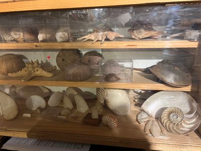 Very important lot of shells and paleonthological...