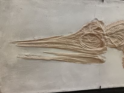 This highly decorative sub-adult Ichthyosaur...