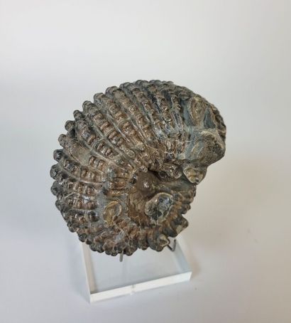 Ammonite Douvillieceras Mamillatus
Aube near...