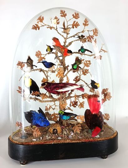 Bird globe (Diorama) 
(58x42cm) depth 20cm...