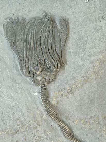 Crinoid 
(Fossil sea lily) of the genus dimerocrinus...