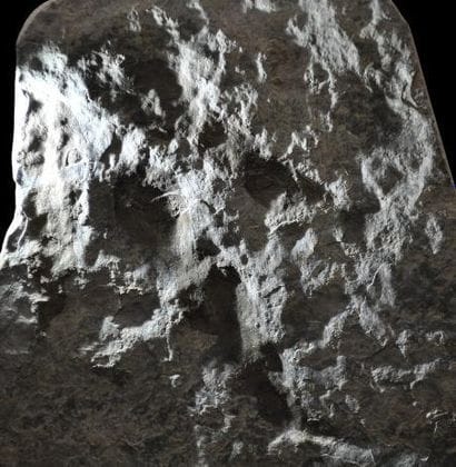 Specimen: Grallator sauclierensis
Location...