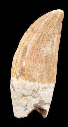 Specimen: Carcharodontosaurus saharicus
Location:...