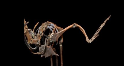 Specimen: Palaeolodus ambiguus
Location:...