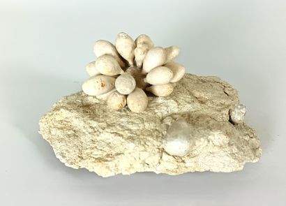 Fossil sea urchin
Remarkable specimen of...