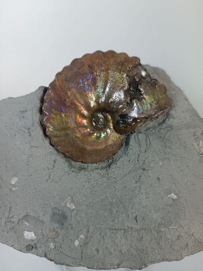 Psiloceras planorbis
Jurassic, Sommerset,...