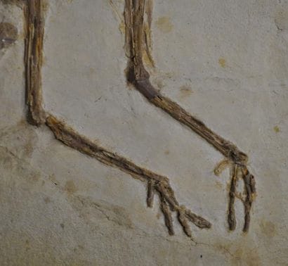 Specimen: Eozygodactylus cf. americanus
Location:...