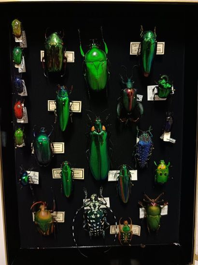 Superb composition of iridescent beetles...