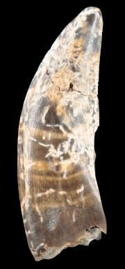 Specimen: Nanotyrannus lancensis
Location:...