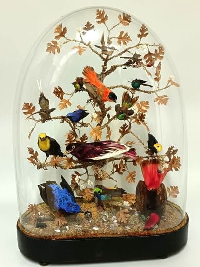 Bird globe (Diorama) 
(58x42cm) depth 20cm...