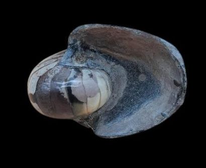 Specimen: Cenoceras belmontense ( Nautile...