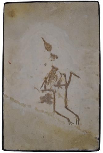 Specimen: Eozygodactylus cf. americanus
Location:...