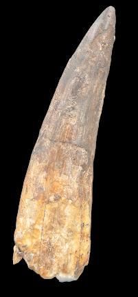Specimen: Spinosaurus cf. aegypticus
Location:...