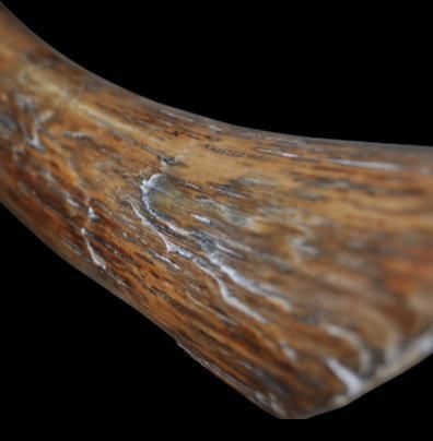 Specimen: Mammuthus primigenius
Location:...