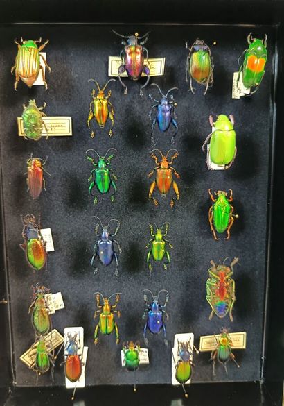 Extraordinary selection of 