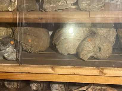Very important lot of shells and paleonthological...
