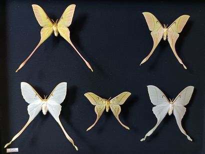 Large composition of Actias Dubernardi and...