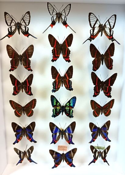 Beautiful box of 18 highly selected butterflies...