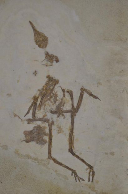 Specimen: Eozygodactylus cf. americanus
Location:...