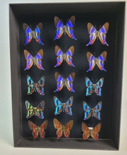 Very attractive box of 15 highly selected...