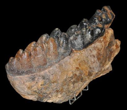 Specimen: Gomphotherium angustidens
Location:...