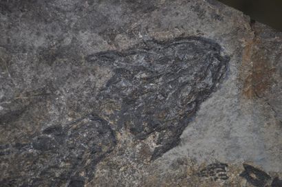 Specimen: Discosauriscus pulcherrimus
Location:...