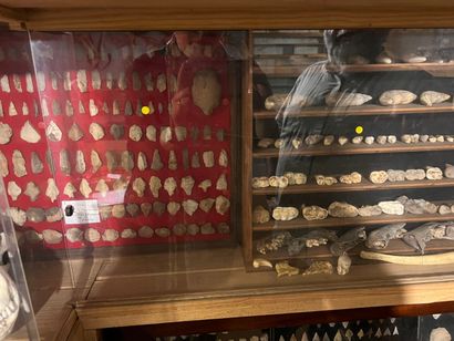 Very important lot of shells and paleonthological...
