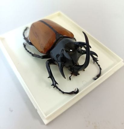 Magnificent Dinaste Eupatorus Gracilicornis...