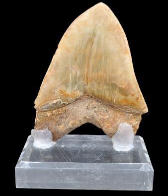 Specimen: Otodus ( Carcharodon) megalodon
Location:...