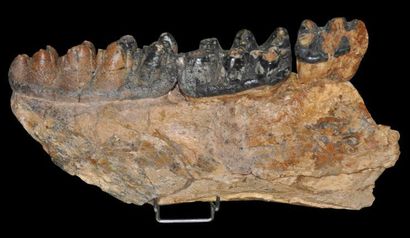 Specimen: Gomphotherium angustidens
Location:...
