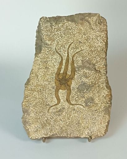 Fossil starfish of the genus Ophiure 