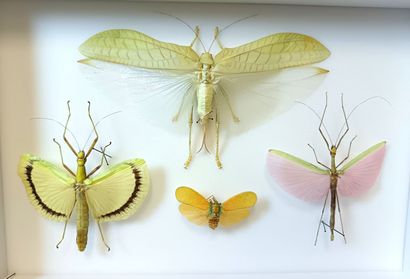 Large box of stick insects and a large grasshopper...
