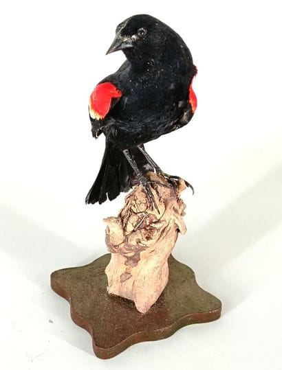 Red-winged blackbird, Agelaius phoeniceus
USA
Beautiful...