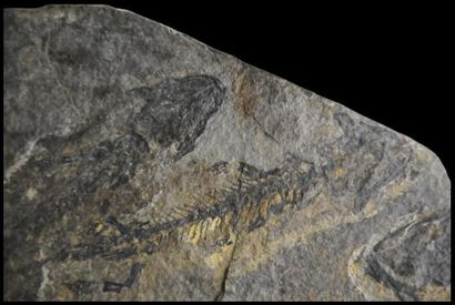 Specimen: Discosauriscus pulcherrimus
Location:...