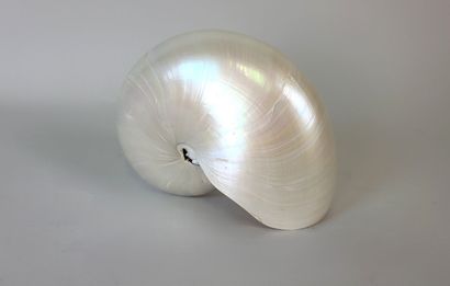 Nautilus Pompilius 
High-quality, fully pearly...
