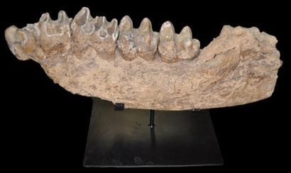 Specimen: Prodeinotherium bavaricum
Location:...