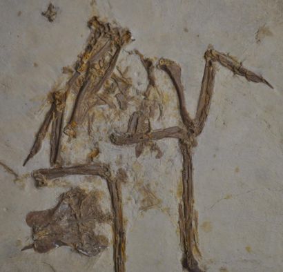 Specimen: Eozygodactylus cf. americanus
Location:...