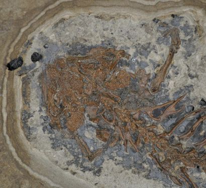 Specimen: Chelotriturus paradoxus
Location:...