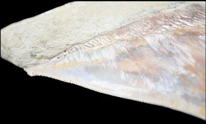 Specimen: Otodus ( Carcharodon) megalodon
Location:...
