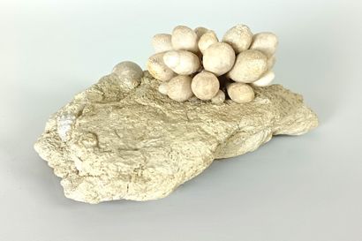 Fossil sea urchin
Remarkable specimen of...