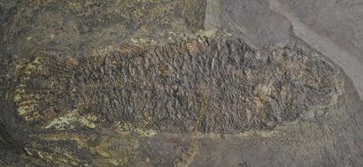 Specimen: Cyclurus kehreri
Location: Messel
Age...