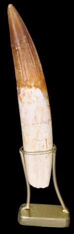 Specimen: Spinosaurus aegypticus
Location:...