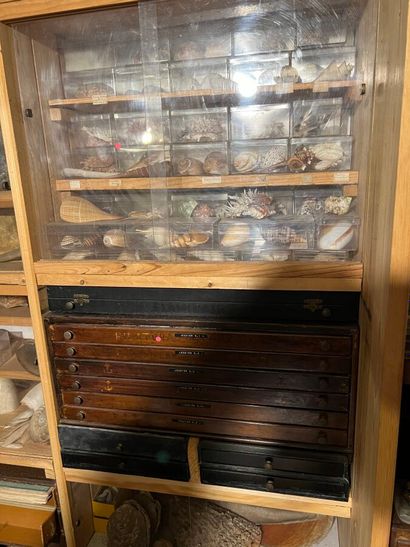 Very important lot of shells and paleonthological...