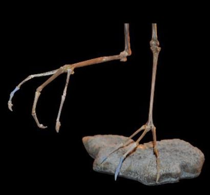 Specimen: Palaeolodus ambiguus
Location:...