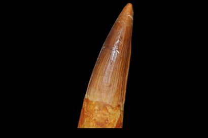 Specimen: Spinosaurus aegypticus
Location:...
