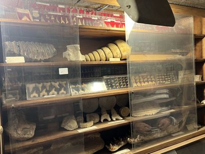 Very important lot of shells and paleonthological...