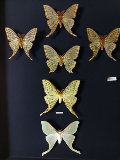 Large composition of Actias and G.Isabellae...