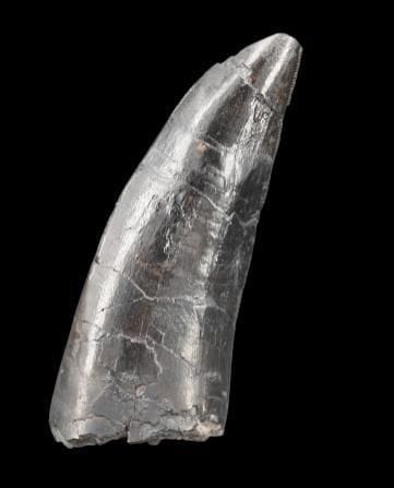 Specimen: Tyrannosaurus rex tooth
Location...